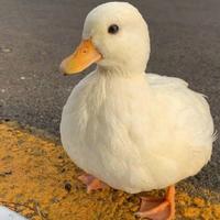 用户6203807110778头像