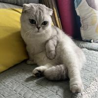 德克士在逃脆皮手枪腿头像