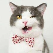 阿皮皮软件的个人资料头像