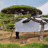 徐泽功:造型黑松，造型松，造型油松头像