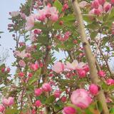 就想喝汽水头像