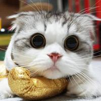 用户5150467716530头像