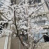 春秀7855头像