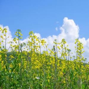 油菜花讲电影头像