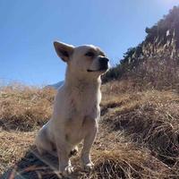四海抓蛇头像