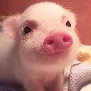 猪猪爱配音