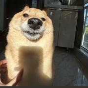 大数据sc的个人资料头像