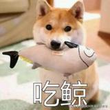 辣鸡7P8H头像
