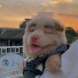 大叔1头像