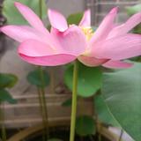易经学者头像