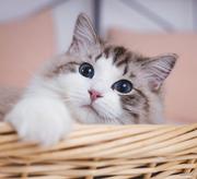 CCHIO的个人资料头像