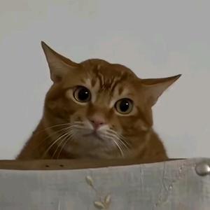无能狂怒猫薄荷头像