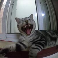 塔姆是只赖克宝头像