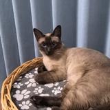 那时月光那时影头像