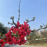 凝芸莜蓝头像