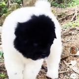 重庆锤子哥头像