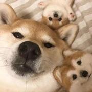向显的个人资料头像