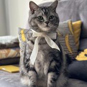 博的家里有只猫的个人资料头像