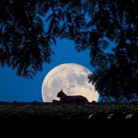 音乐王先生头像