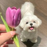 novice_LLL的个人资料头像