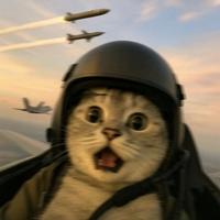 优雅花猫V5w头像
