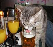 ShaneD771的个人资料头像