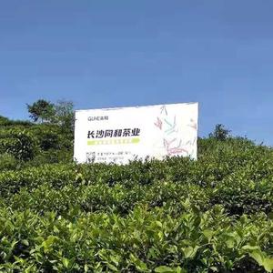 同和茶业—婉婷6768🙋💥头像