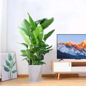 园琪花场头像