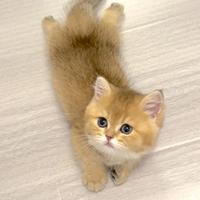 德才兼备星辰PPT头像