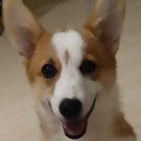 小糯米大了头像