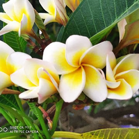 番茄83759882183头像