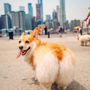 YOLO1221的个人资料头像