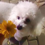 玛丽有只小绵羊的个人资料头像