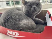 拜托了抹笑的个人资料头像