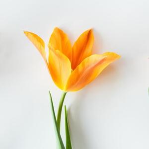 成熟橙子xY头像