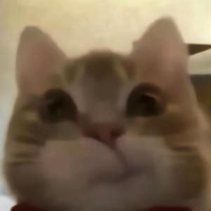 小熊头像