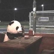 BestZq的个人资料头像