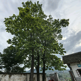 闵闵说事头像