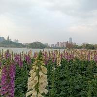 喜欢开车感觉的果冻头像