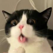 momo学习版的个人资料头像