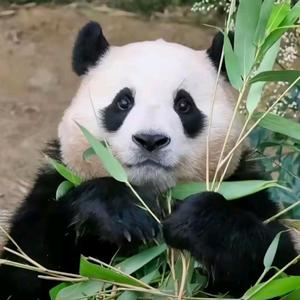 巅峰熊猫头像