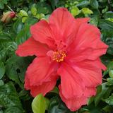 芦英头像
