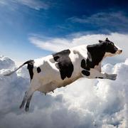 Java老飞的个人资料头像