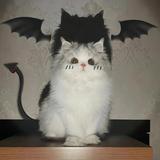 智者云朵zrX头像