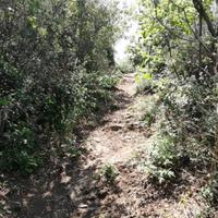 在山上站着头像