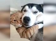 核弹剑仙的个人资料头像