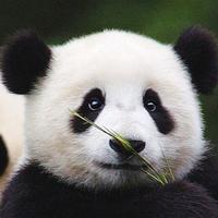 直爽光束9Hn头像