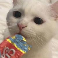 らにラシハ头像