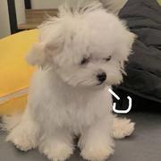 Vooc的个人资料头像