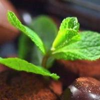 德才兼备荷叶3V头像